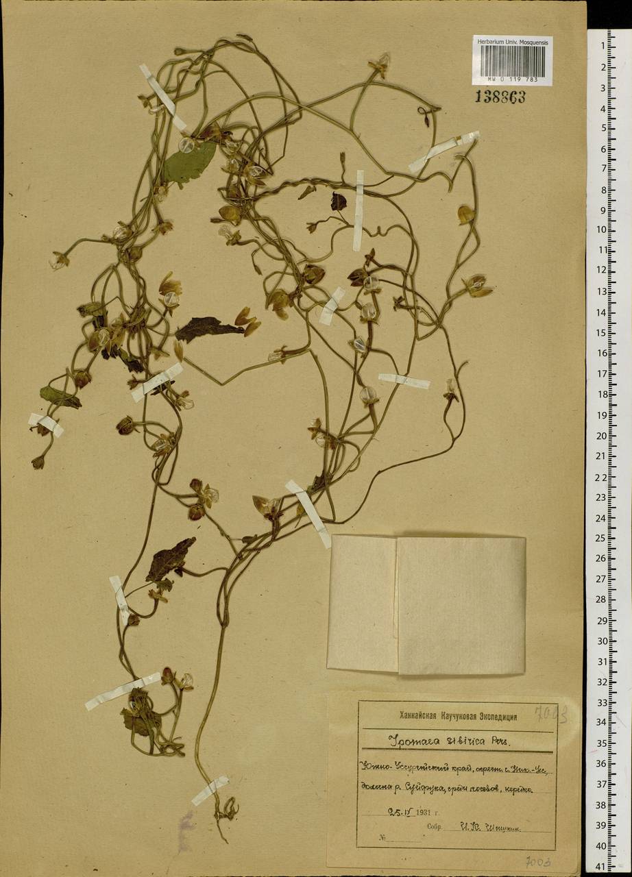 Merremia sibirica (L.) Hallier fil., Siberia, Russian Far East (S6) (Russia)