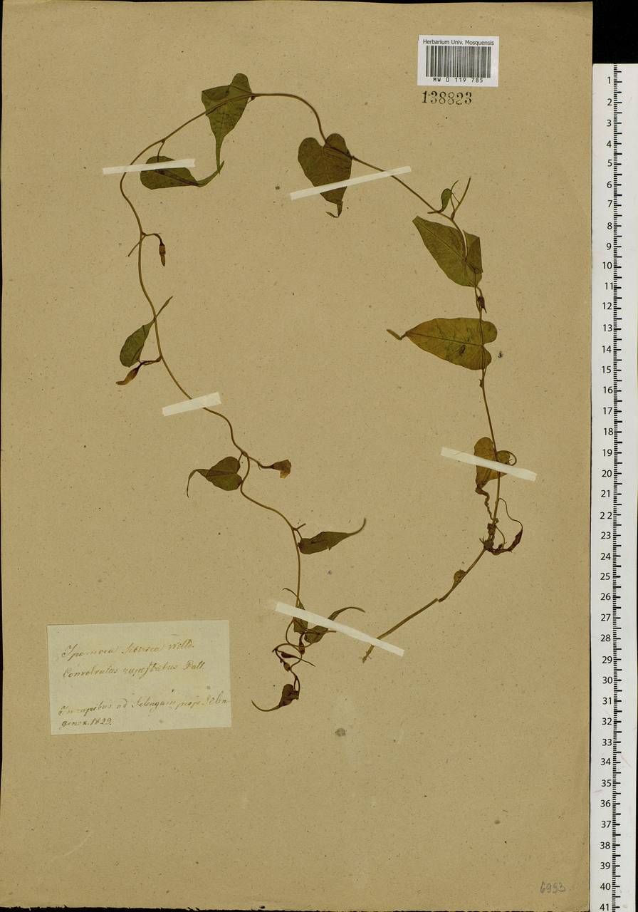 Merremia sibirica (L.) Hallier fil., Siberia, Baikal & Transbaikal region (S4) (Russia)