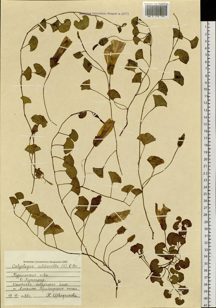 Calystegia soldanella (L.) R. Br., Siberia, Russian Far East (S6) (Russia)