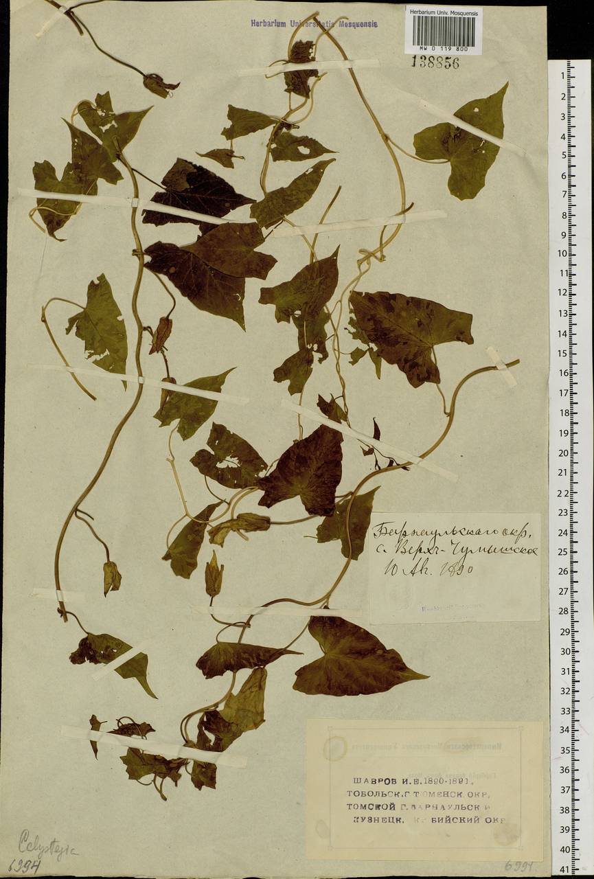 Calystegia sepium (L.) R. Br., Siberia, Altai & Sayany Mountains (S2) (Russia)