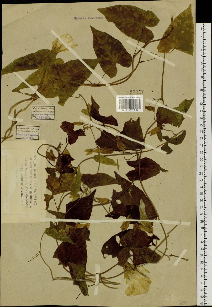 Calystegia sepium (L.) R. Br., Siberia, Western Siberia (S1) (Russia)