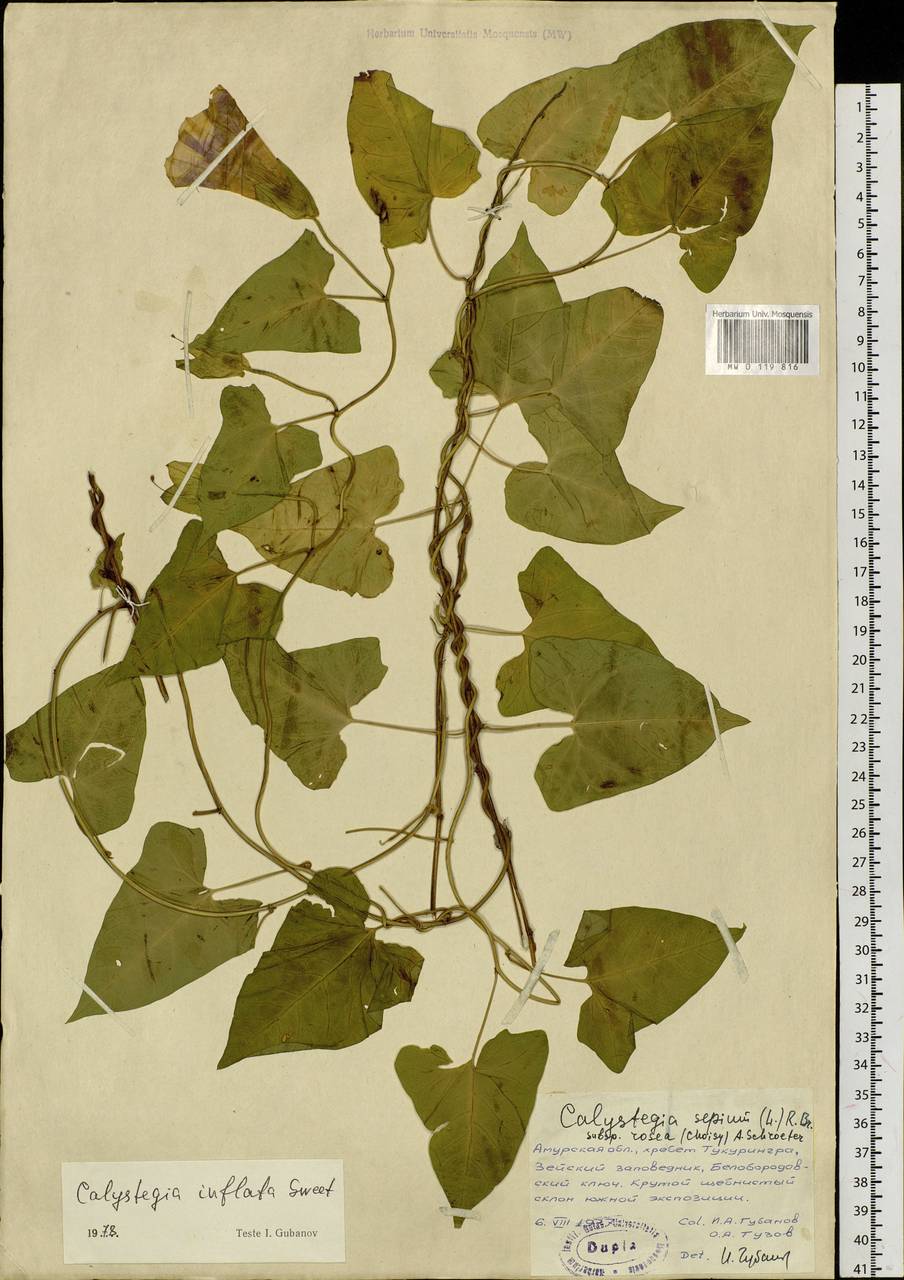 Calystegia sepium subsp. americana (Sims) Brummitt, Siberia, Russian Far East (S6) (Russia)