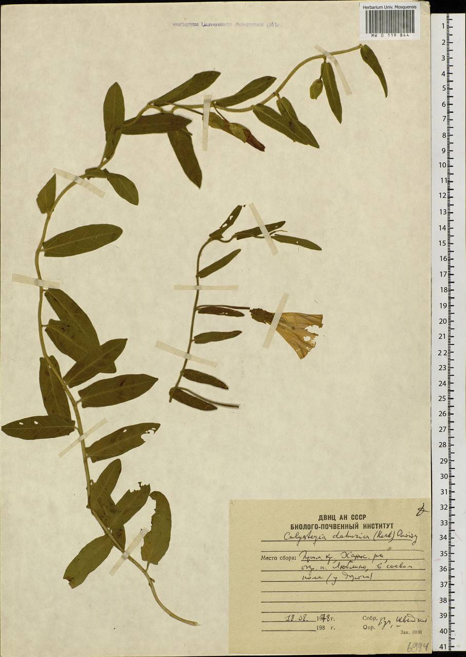 Calystegia pellita subsp. pellita, Siberia, Russian Far East (S6) (Russia)