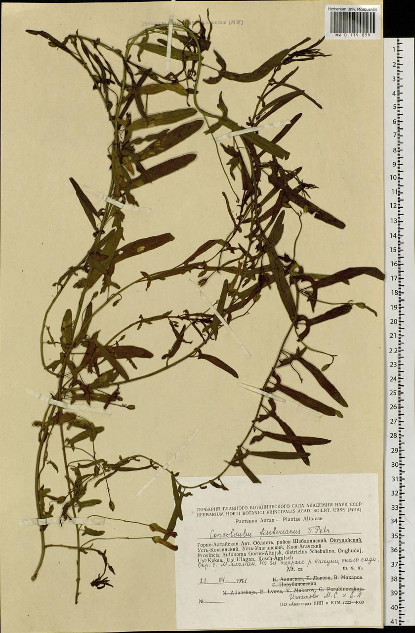 Convolvulus chinensis Ker Gawl., Siberia, Altai & Sayany Mountains (S2) (Russia)