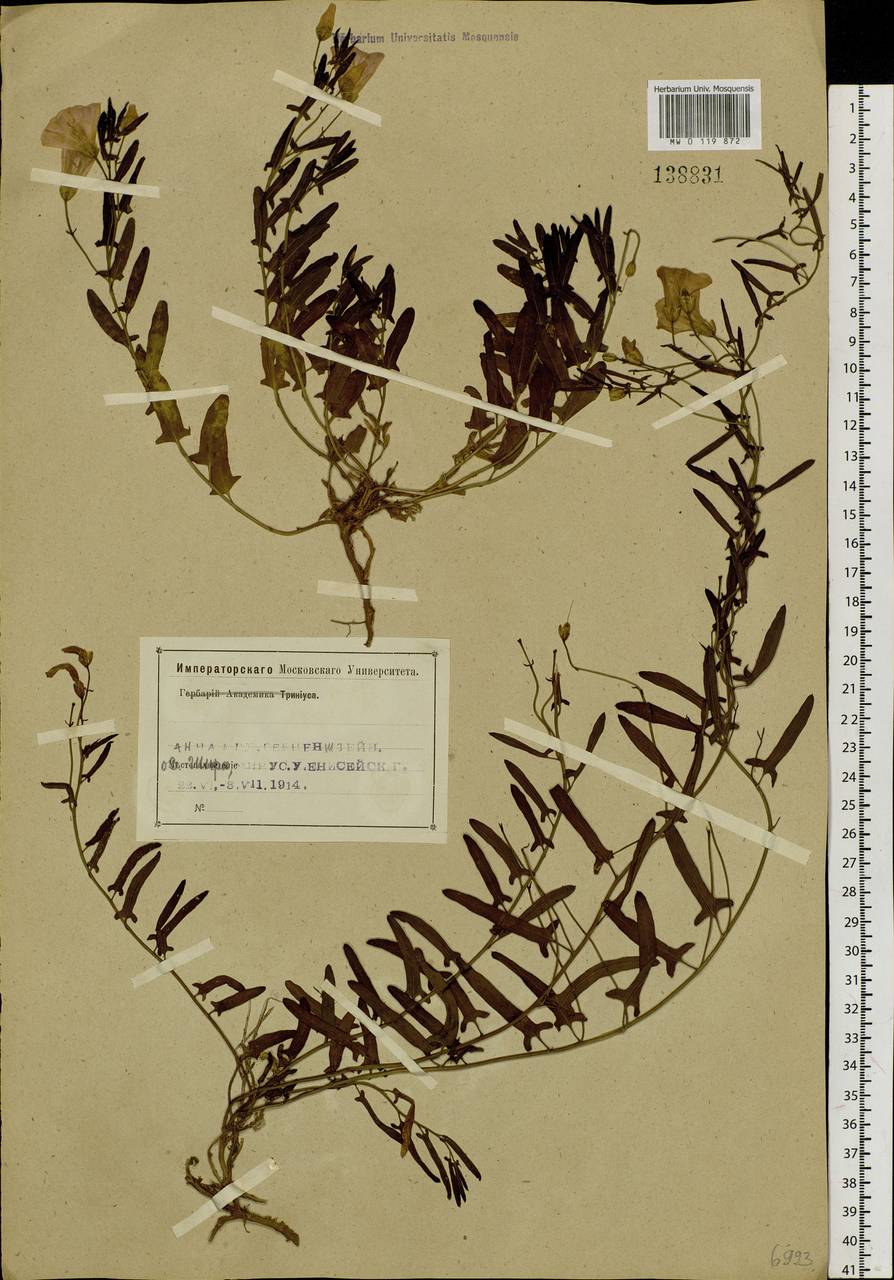 Convolvulus chinensis Ker Gawl., Siberia, Altai & Sayany Mountains (S2) (Russia)