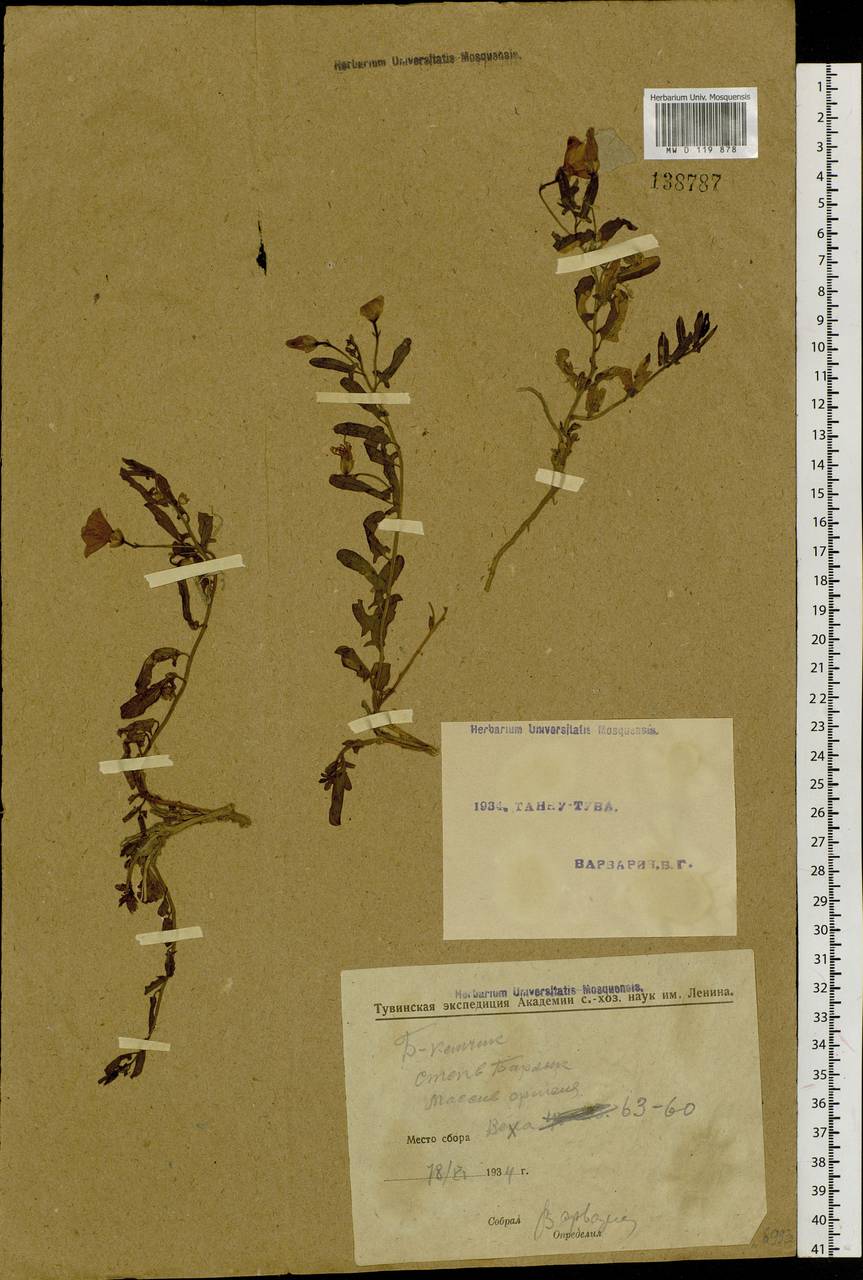 Convolvulus chinensis Ker Gawl., Siberia, Altai & Sayany Mountains (S2) (Russia)