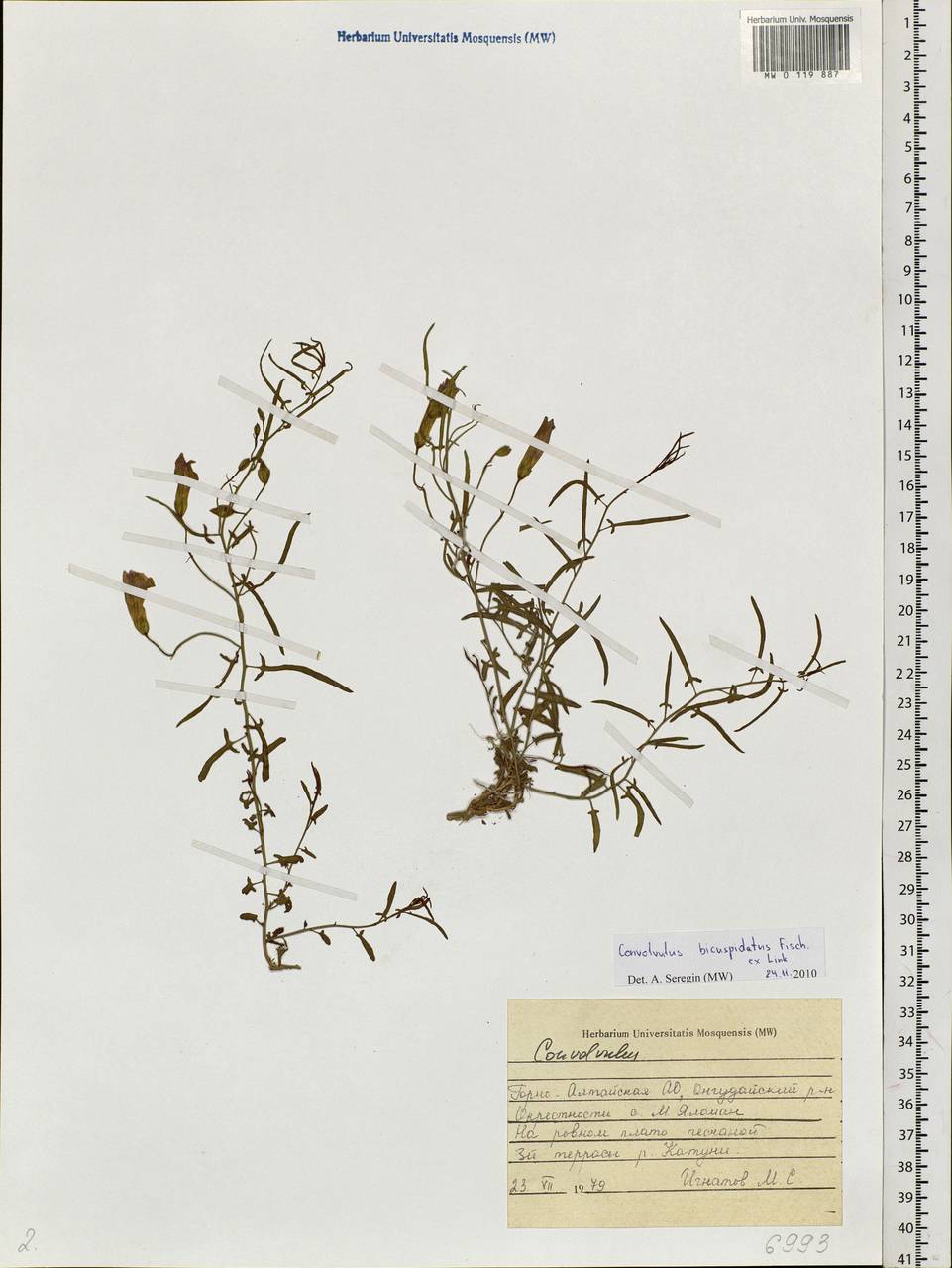 Convolvulus chinensis subsp. chinensis, Siberia, Altai & Sayany Mountains (S2) (Russia)
