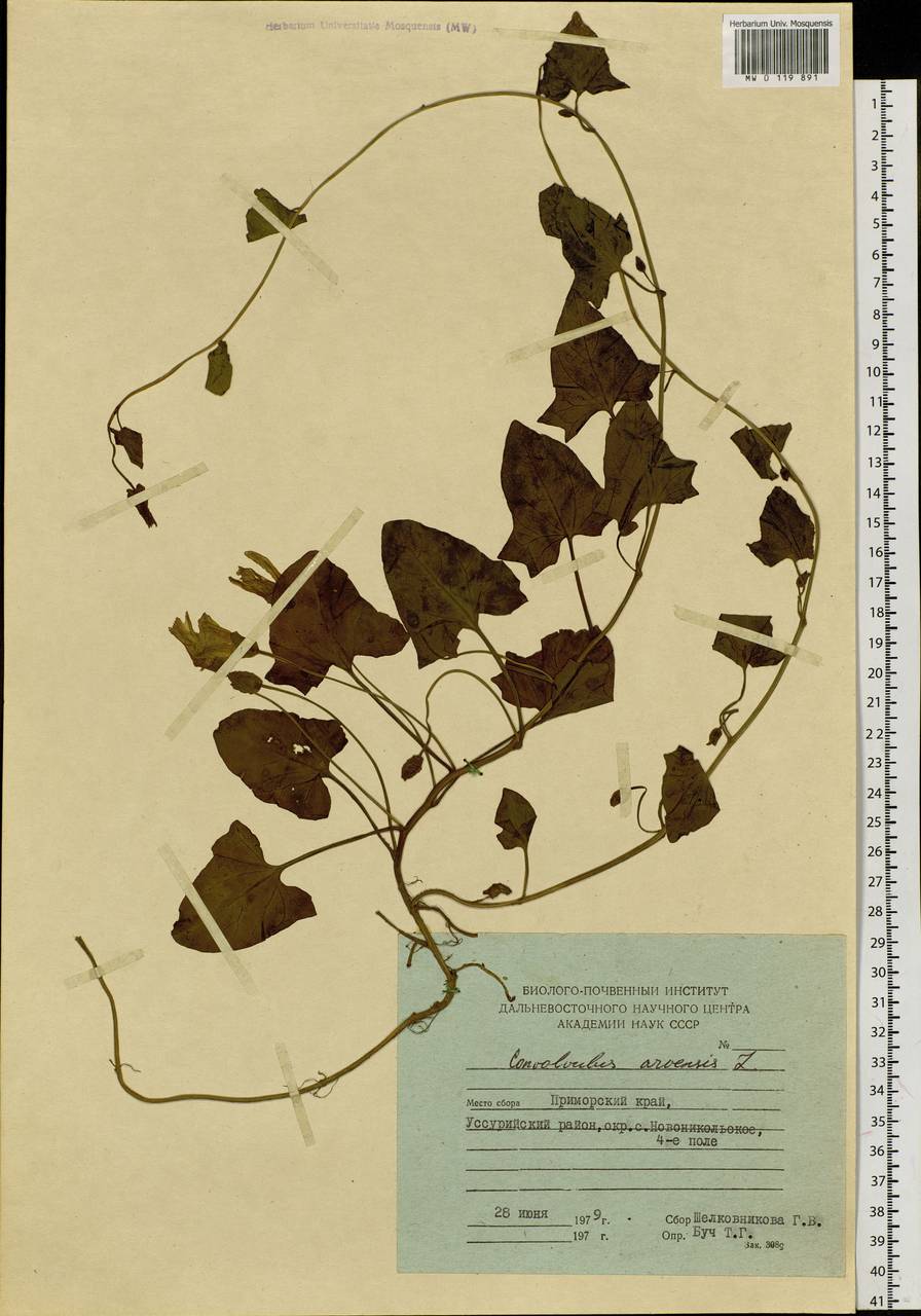 Convolvulus arvensis L., Siberia, Russian Far East (S6) (Russia)