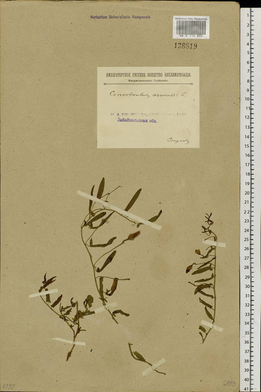 Convolvulus arvensis L., Siberia, Baikal & Transbaikal region (S4) (Russia)