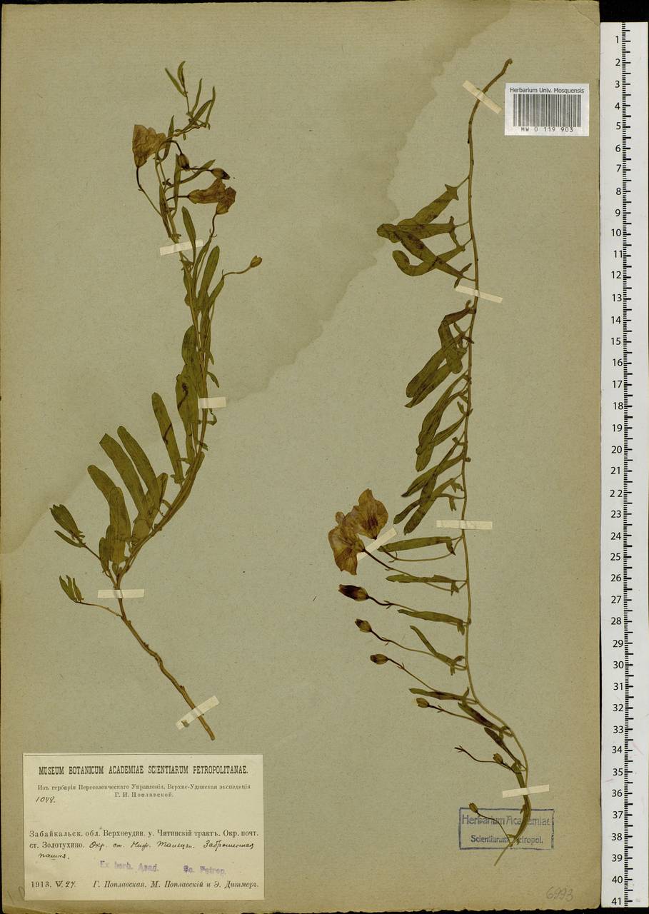 Convolvulus arvensis L., Siberia, Baikal & Transbaikal region (S4) (Russia)