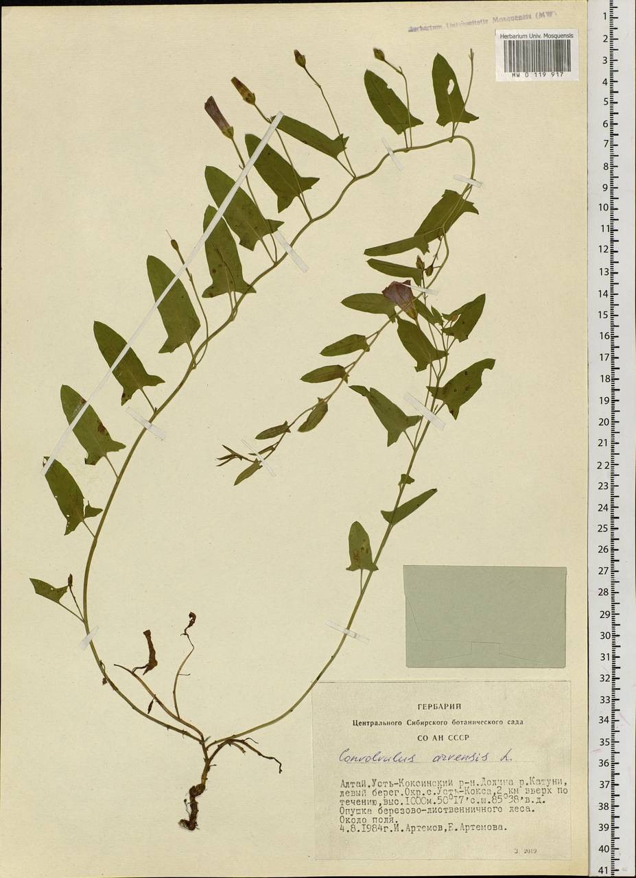 Convolvulus arvensis L., Siberia, Altai & Sayany Mountains (S2) (Russia)