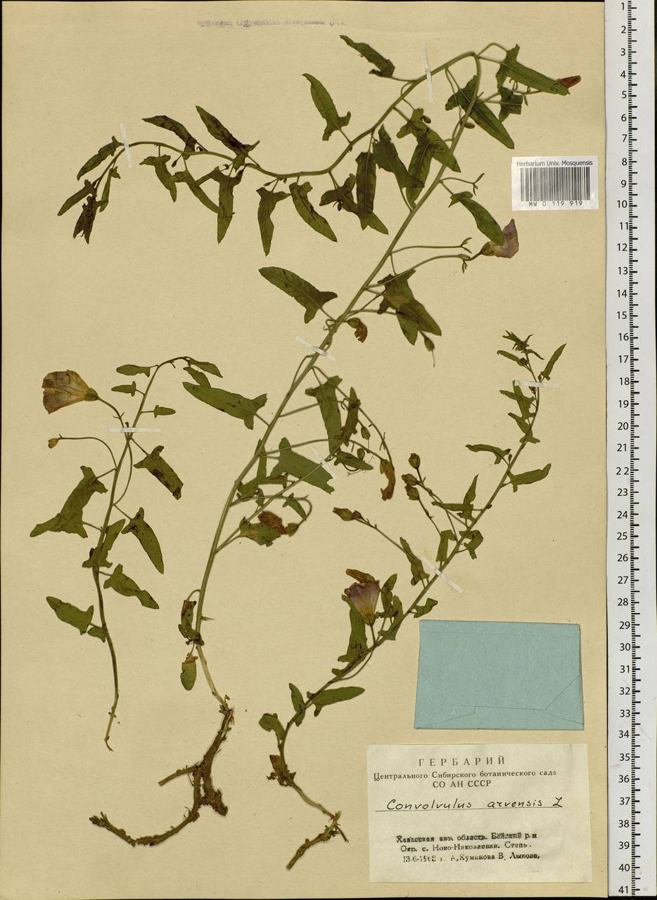 Convolvulus arvensis L., Siberia, Altai & Sayany Mountains (S2) (Russia)