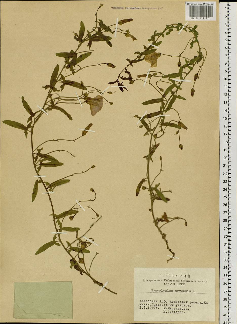Convolvulus arvensis L., Siberia, Altai & Sayany Mountains (S2) (Russia)