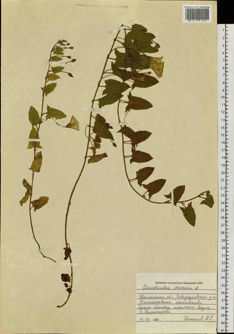 Convolvulus arvensis L., Siberia, Western Siberia (S1) (Russia)