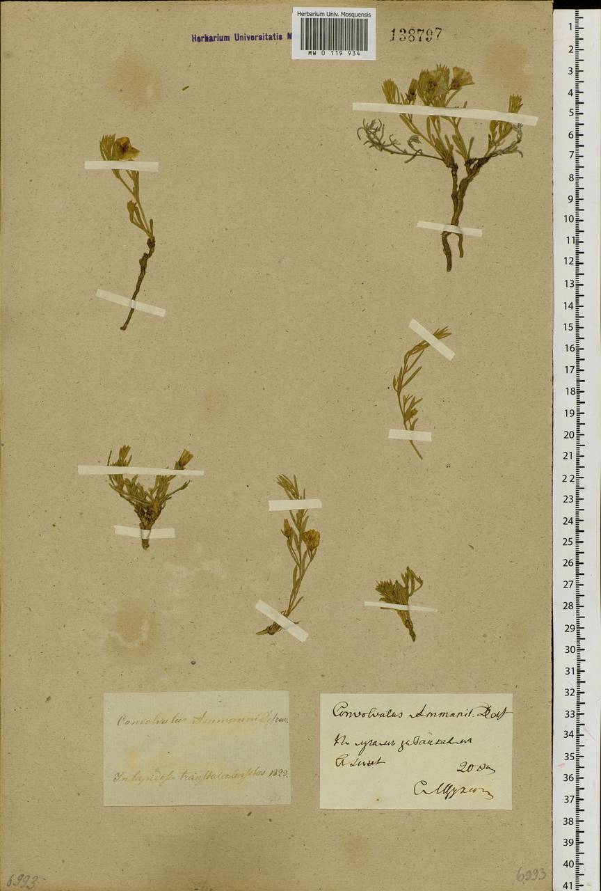 Convolvulus ammannii Desr., Siberia, Baikal & Transbaikal region (S4) (Russia)