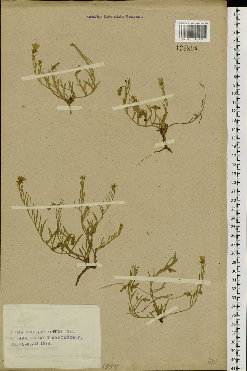 Convolvulus ammannii Desr., Siberia, Altai & Sayany Mountains (S2) (Russia)