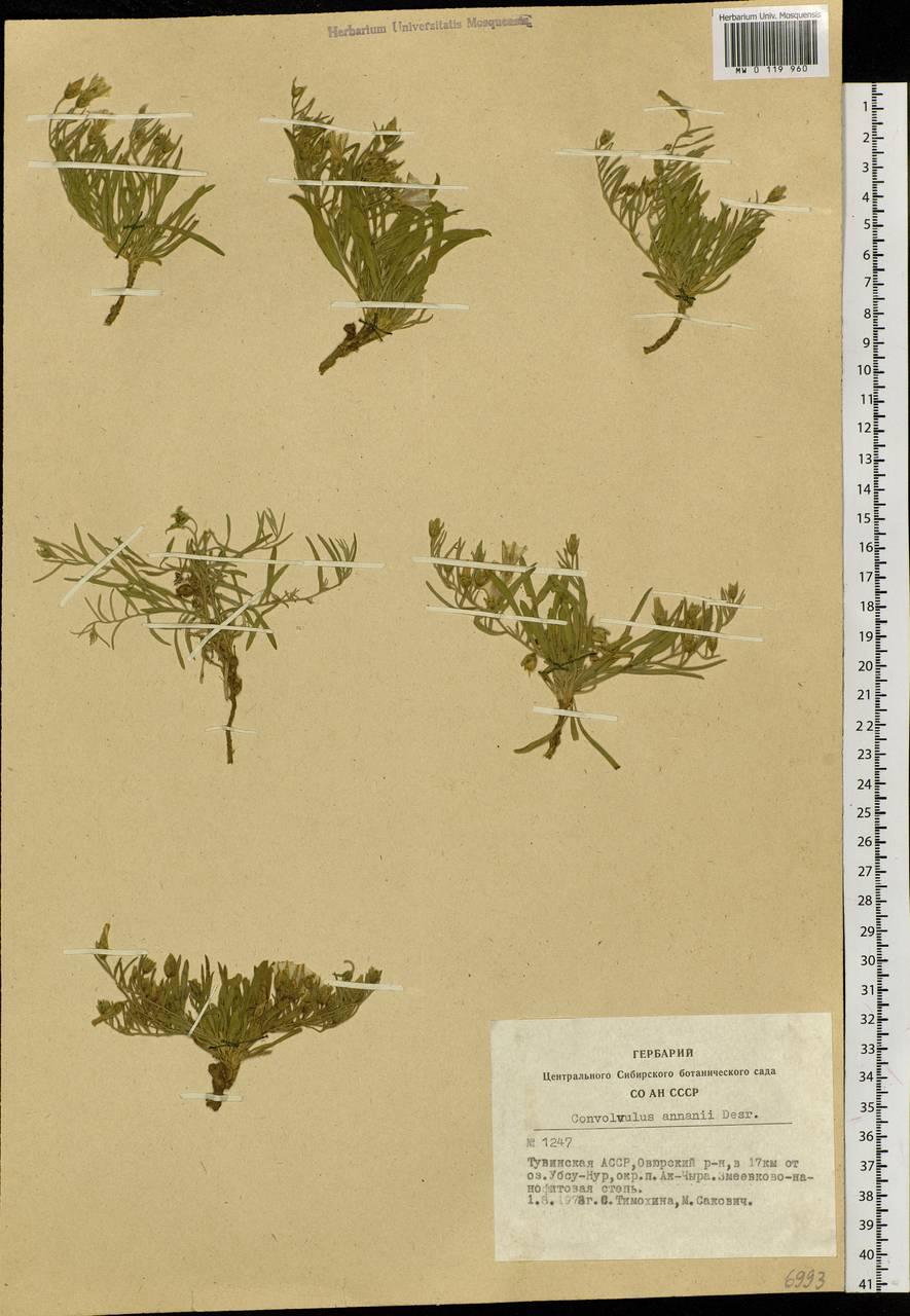 Convolvulus ammannii Desr., Siberia, Altai & Sayany Mountains (S2) (Russia)
