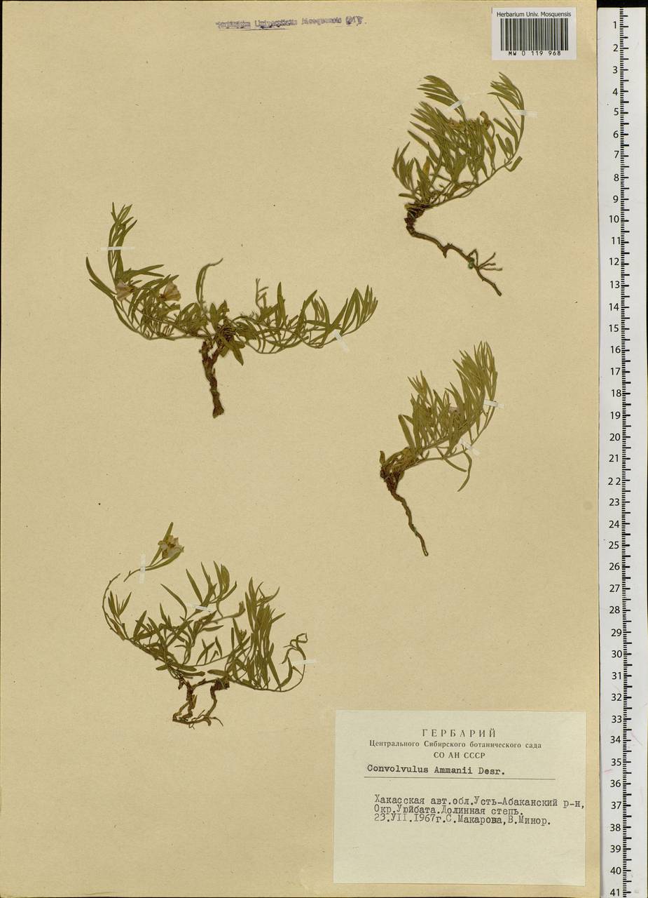 Convolvulus ammannii Desr., Siberia, Altai & Sayany Mountains (S2) (Russia)