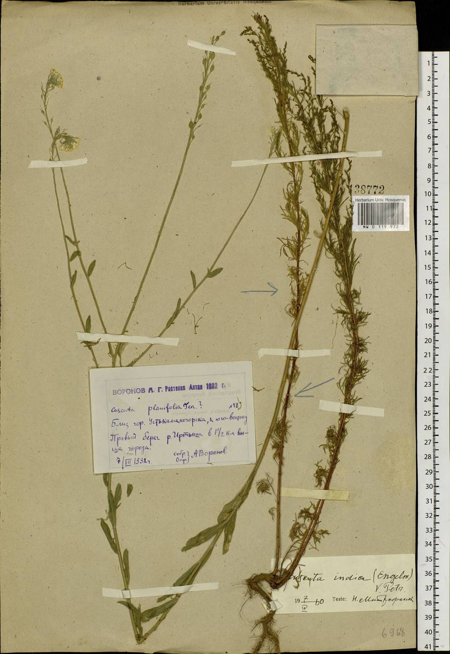 Cuscuta pellucida Butkov, Siberia, Western (Kazakhstan) Altai Mountains (S2a) (Kazakhstan)