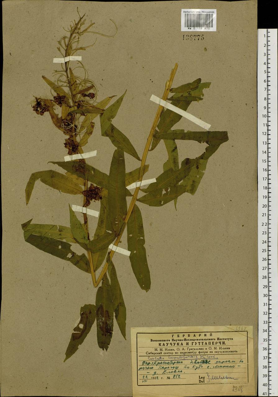 Cuscuta lupuliformis Krock., Siberia, Central Siberia (S3) (Russia)