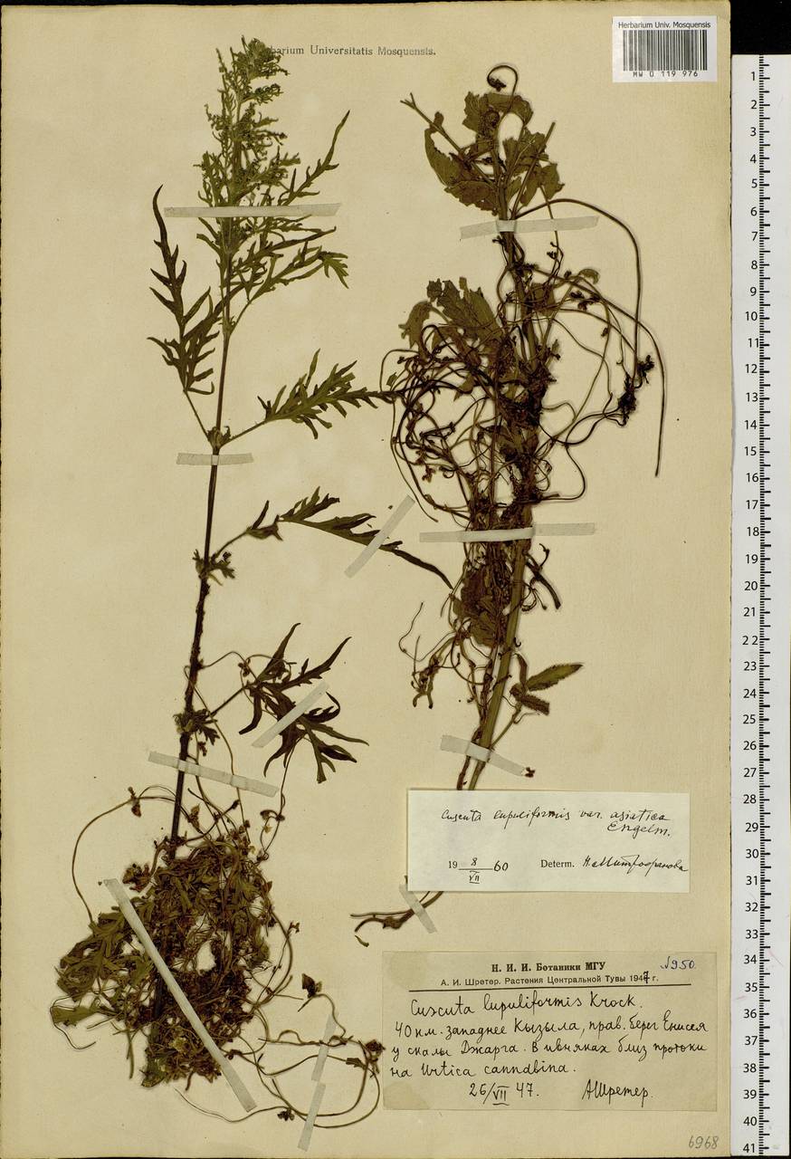 Cuscuta lupuliformis Krock., Siberia, Altai & Sayany Mountains (S2) (Russia)