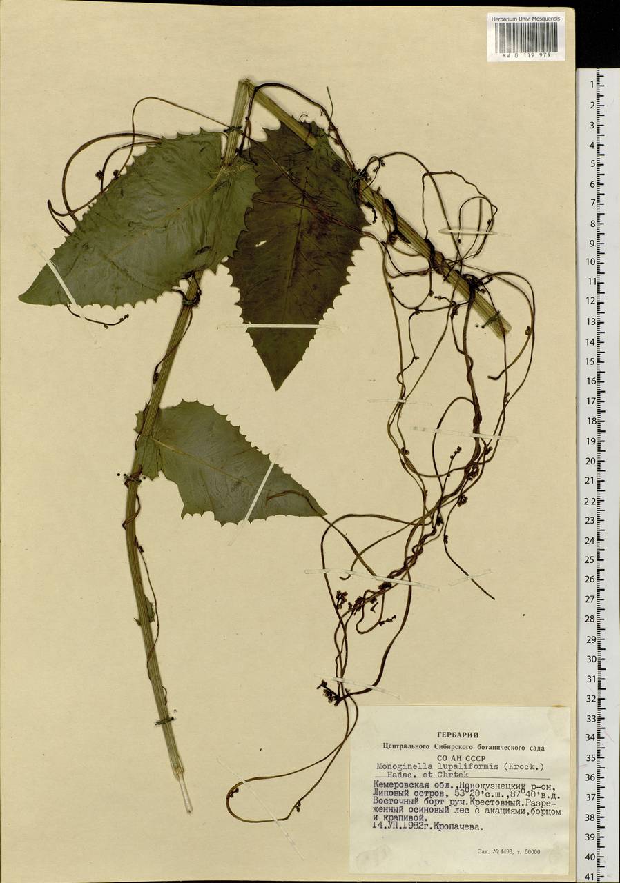 Cuscuta lupuliformis Krock., Siberia, Altai & Sayany Mountains (S2) (Russia)