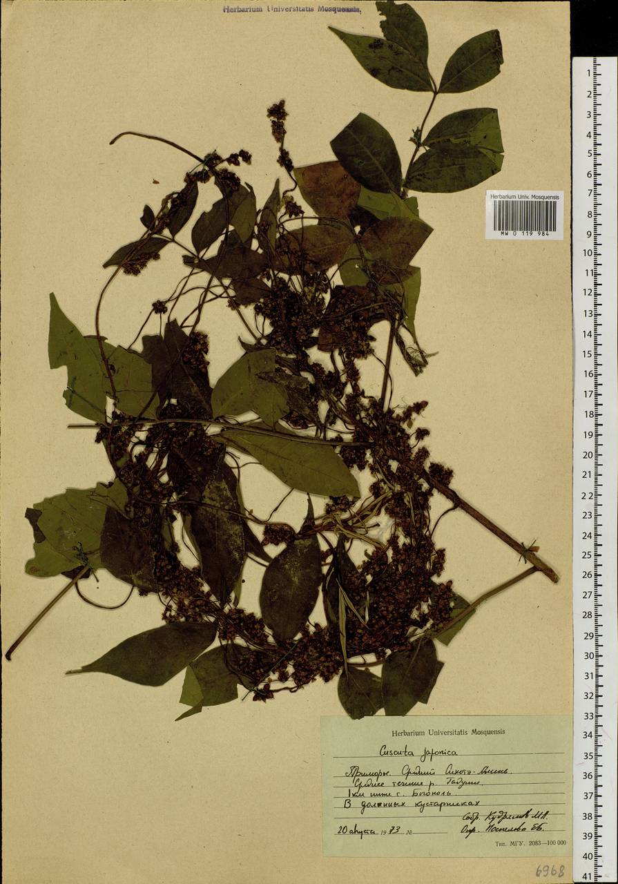 Cuscuta japonica Choisy, Siberia, Russian Far East (S6) (Russia)