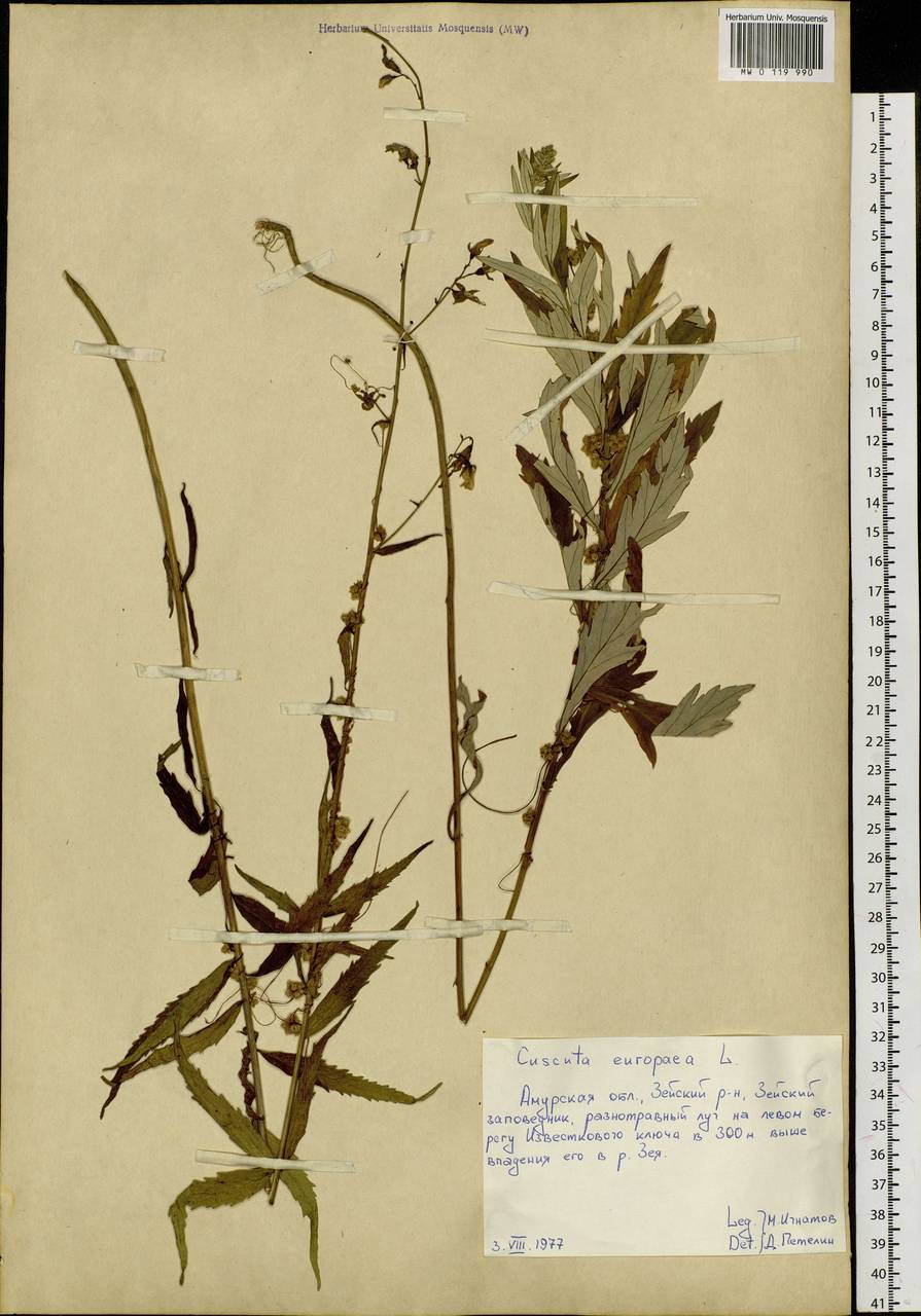 Cuscuta europaea L., Siberia, Russian Far East (S6) (Russia)