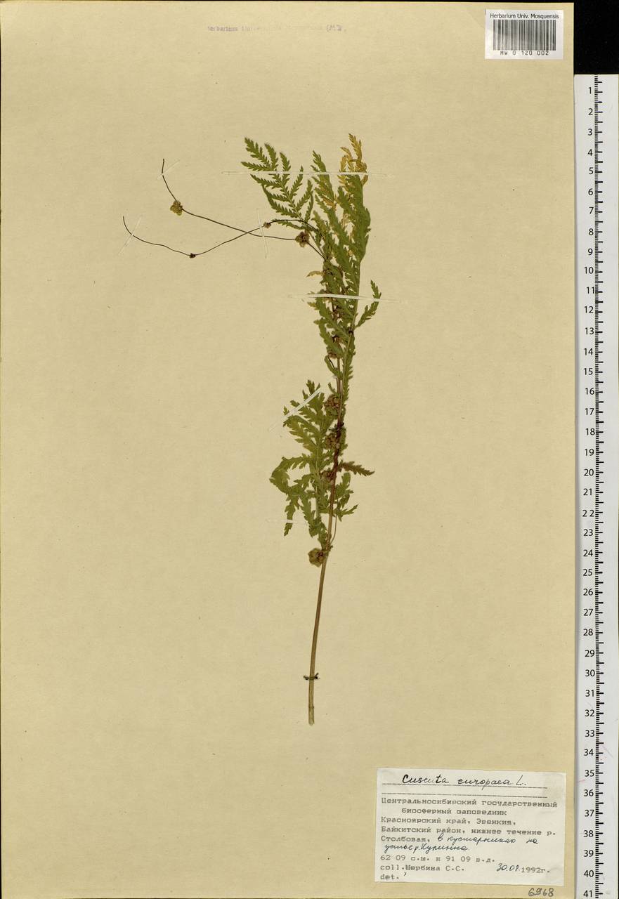 Cuscuta europaea L., Siberia, Central Siberia (S3) (Russia)