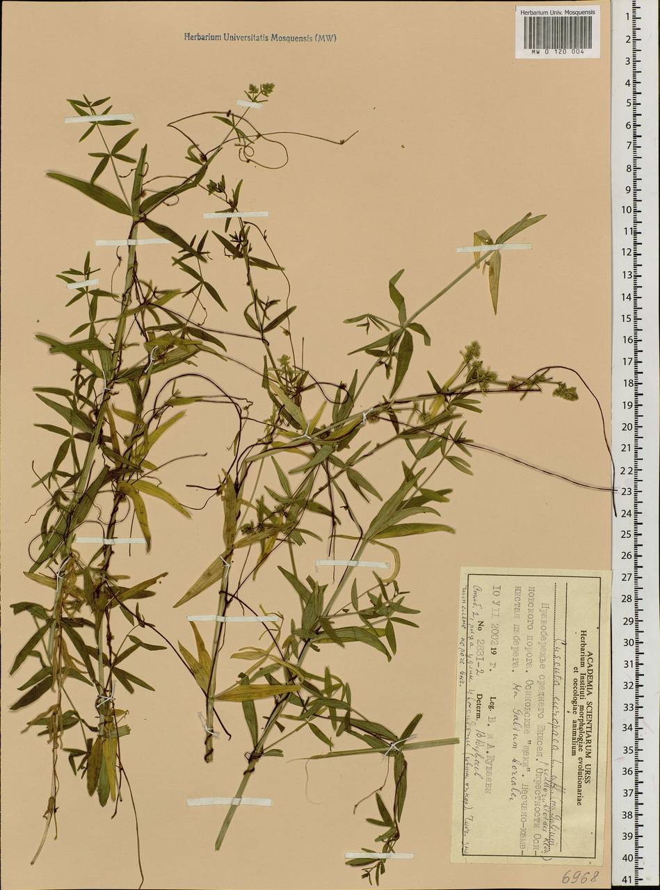 Cuscuta europaea L., Siberia, Central Siberia (S3) (Russia)