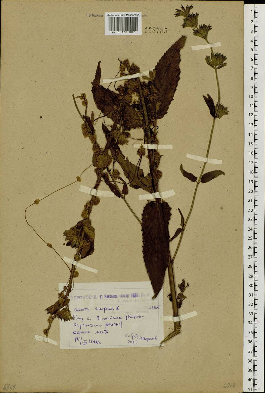 Cuscuta europaea L., Siberia, Western (Kazakhstan) Altai Mountains (S2a) (Kazakhstan)