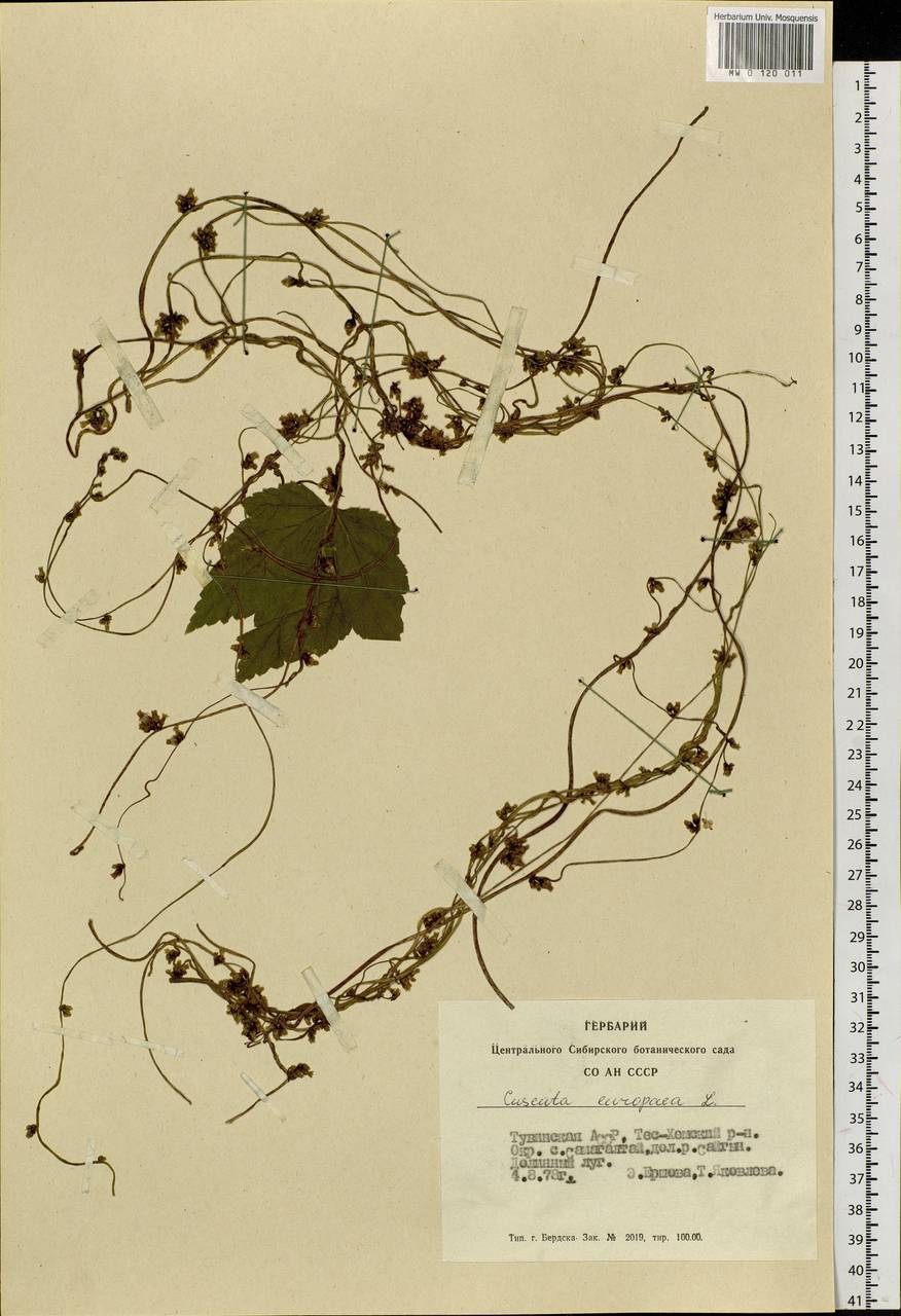 Cuscuta europaea L., Siberia, Altai & Sayany Mountains (S2) (Russia)