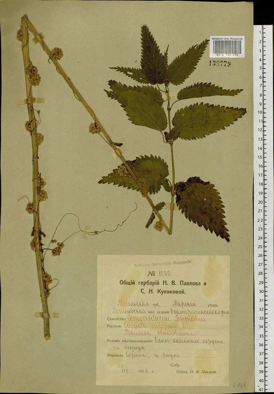 Cuscuta europaea L., Siberia, Western Siberia (S1) (Russia)