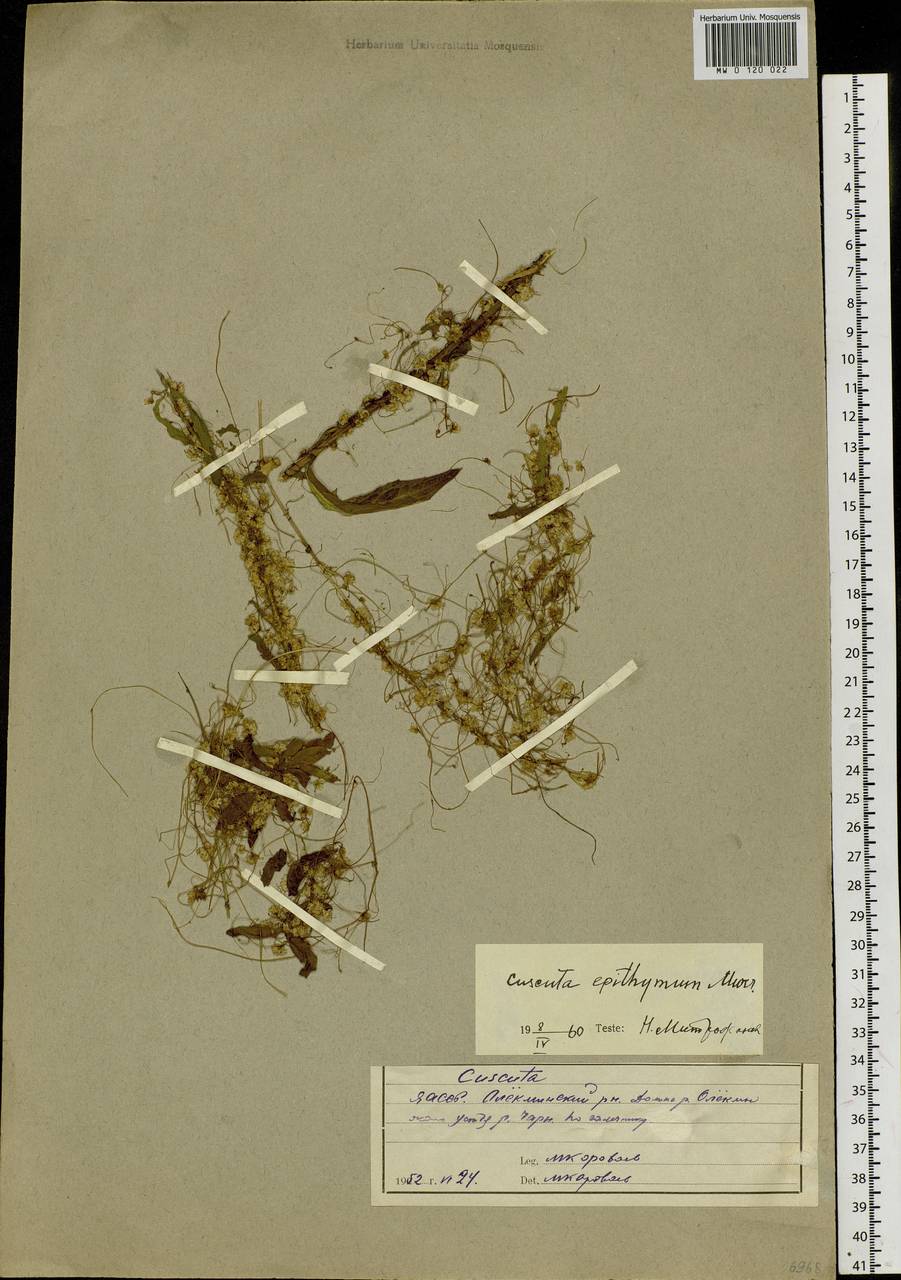 Cuscuta epithymum (L.) L., Siberia, Yakutia (S5) (Russia)