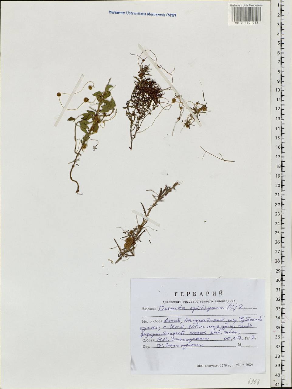 Cuscuta epithymum (L.) L., Siberia, Altai & Sayany Mountains (S2) (Russia)