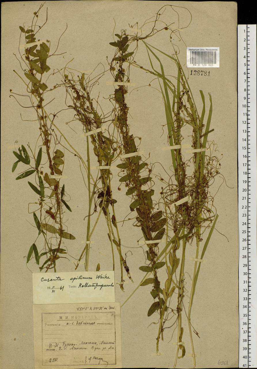 Cuscuta epilinum Weihe, Siberia, Baikal & Transbaikal region (S4) (Russia)