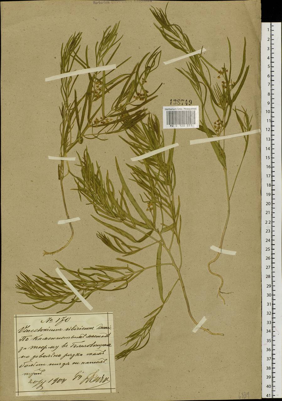 Cynanchum thesioides (Freyn) K. Schum., Siberia, Russian Far East (S6) (Russia)