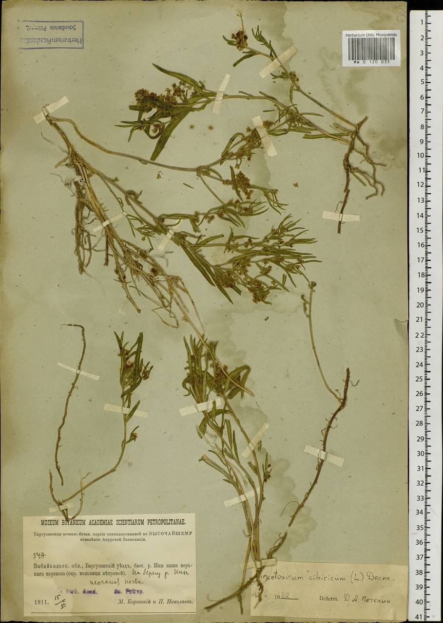 Cynanchum thesioides (Freyn) K. Schum., Siberia, Baikal & Transbaikal region (S4) (Russia)