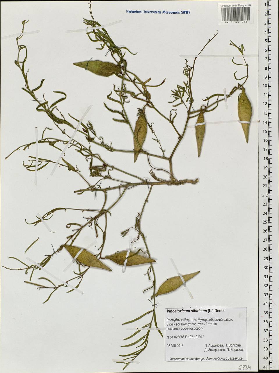 Cynanchum thesioides (Freyn) K. Schum., Siberia, Baikal & Transbaikal region (S4) (Russia)