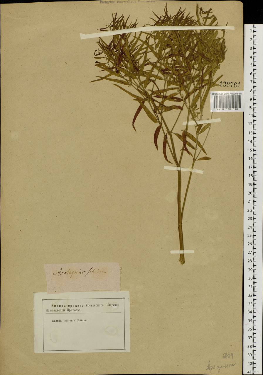 Cynanchum thesioides (Freyn) K. Schum., Siberia, Baikal & Transbaikal region (S4) (Russia)