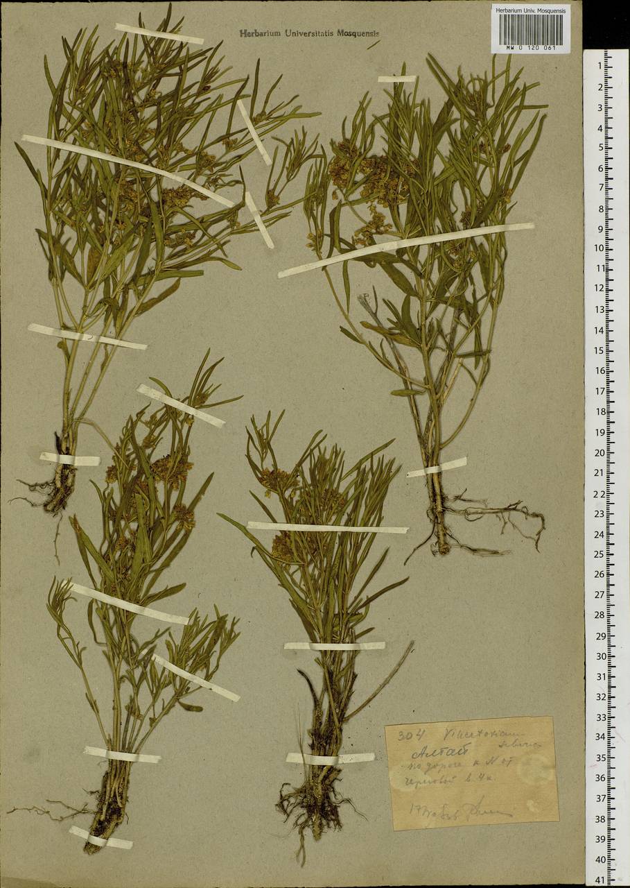 Cynanchum thesioides (Freyn) K. Schum., Siberia, Western (Kazakhstan) Altai Mountains (S2a) (Kazakhstan)
