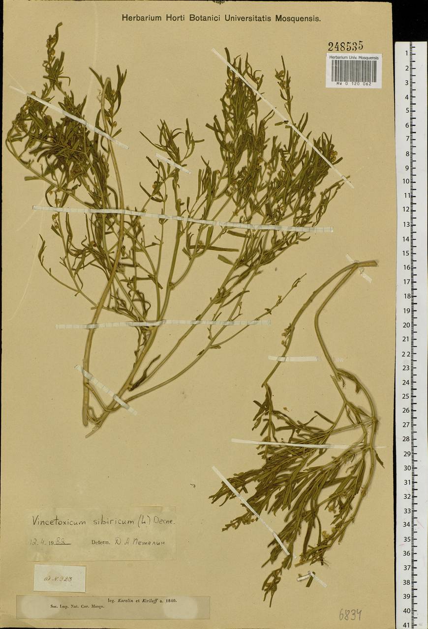 Cynanchum thesioides (Freyn) K. Schum., Siberia, Western (Kazakhstan) Altai Mountains (S2a) (Kazakhstan)