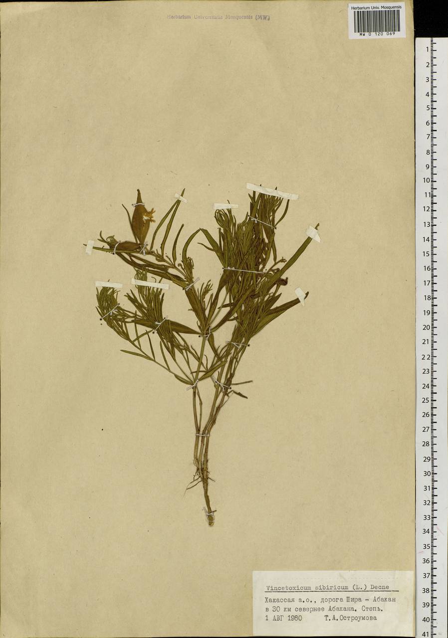 Cynanchum thesioides (Freyn) K. Schum., Siberia, Altai & Sayany Mountains (S2) (Russia)
