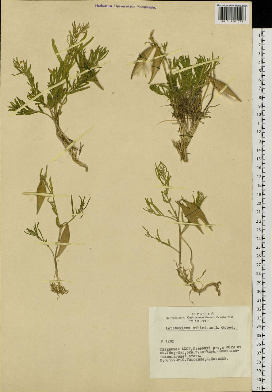 Cynanchum thesioides (Freyn) K. Schum., Siberia, Altai & Sayany Mountains (S2) (Russia)