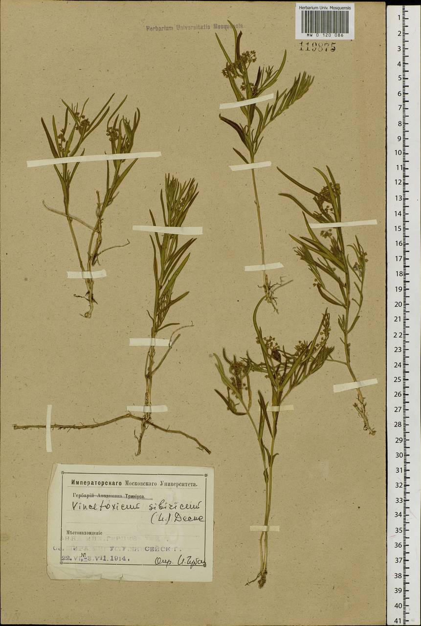 Cynanchum thesioides (Freyn) K. Schum., Siberia, Altai & Sayany Mountains (S2) (Russia)