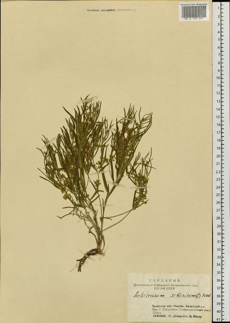 Cynanchum thesioides (Freyn) K. Schum., Siberia, Altai & Sayany Mountains (S2) (Russia)