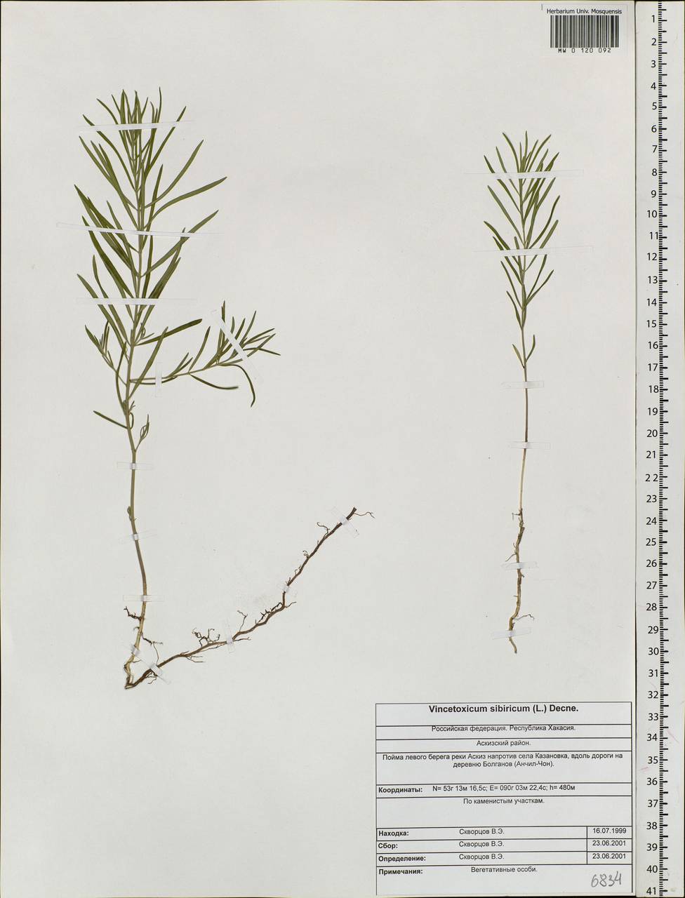 Cynanchum thesioides (Freyn) K. Schum., Siberia, Altai & Sayany Mountains (S2) (Russia)