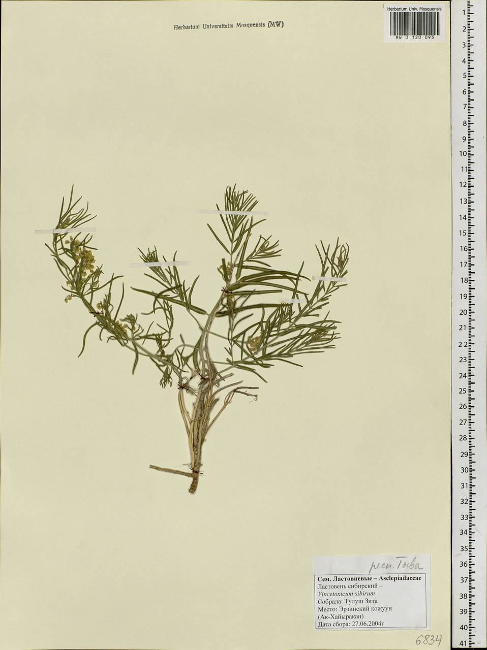 Cynanchum thesioides (Freyn) K. Schum., Siberia, Altai & Sayany Mountains (S2) (Russia)