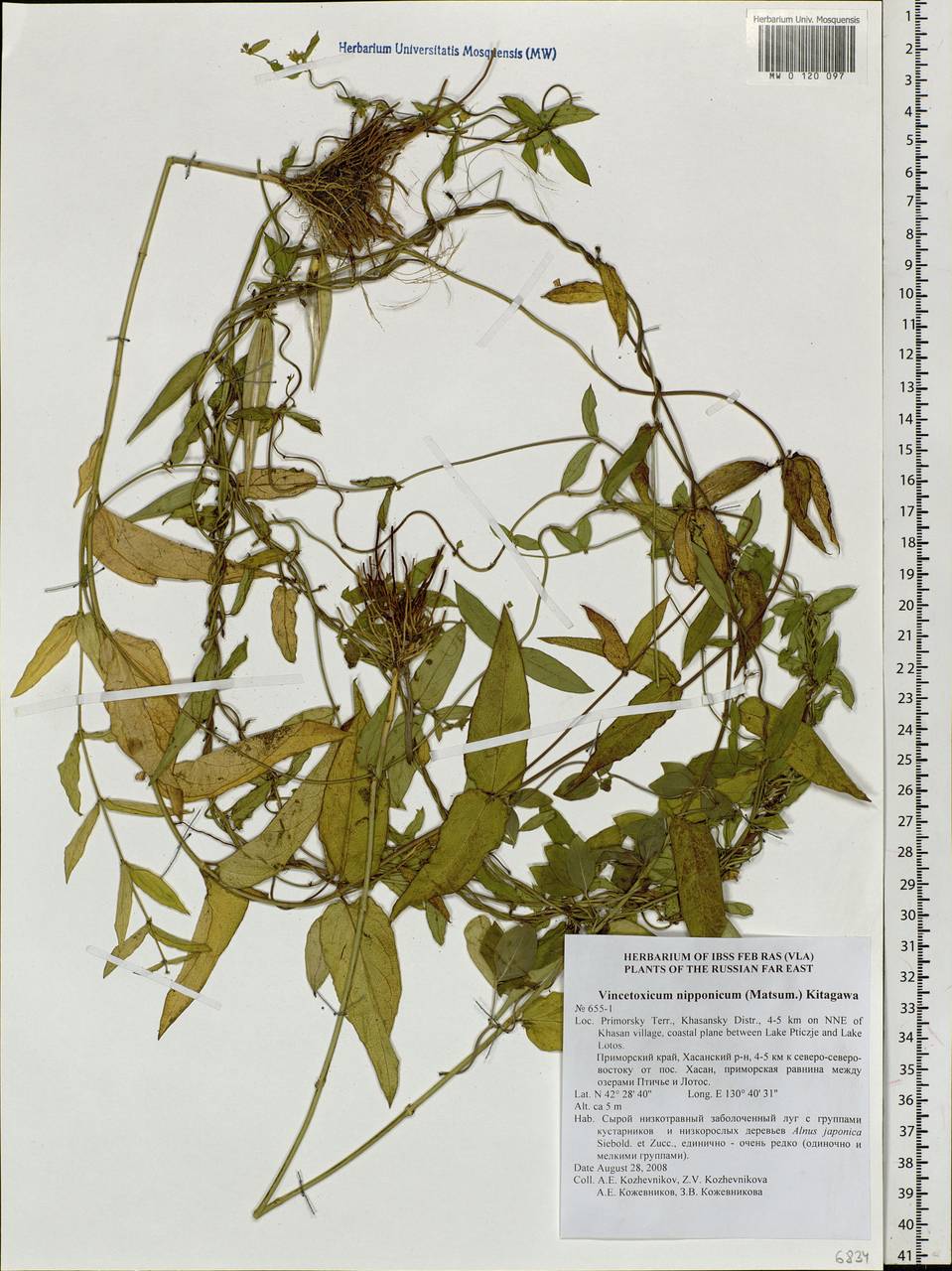 Vincetoxicum nipponicum (Matsum.) Kitag., Siberia, Russian Far East (S6) (Russia)