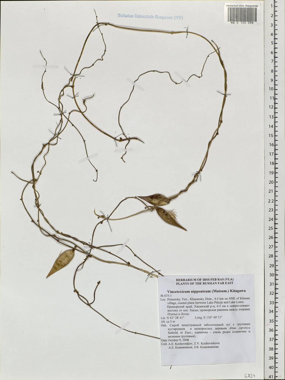 Vincetoxicum nipponicum (Matsum.) Kitag., Siberia, Russian Far East (S6) (Russia)